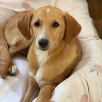 MORO - Hundebub sucht seine Familie, Hund zur Adoption