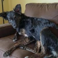 Tashi hat nur knapp überlebt (E), Hündin zur Adoption