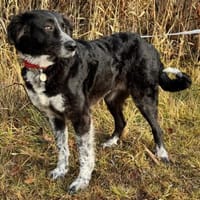 Pina auf der Suche nach Liebe / 82284, Hündin zur Adoption