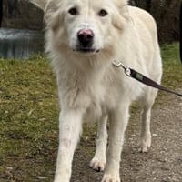 Knut sucht seinen Deckel/ in 82284, Hund zur Adoption