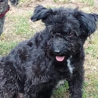 Simonka wartet in 92521 Schwandorf, Hündin zur Adoption