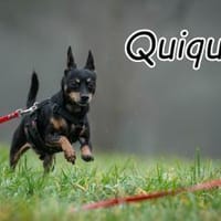 Quiqui braucht dich ❤, Hund zur Adoption