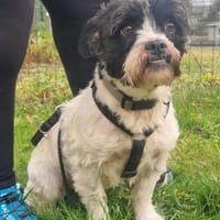 Pele, sucht aktive Familie, Hund zur Adoption