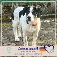 Pearl - 68799 Reilingen, Hündin zur Adoption