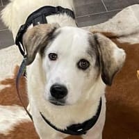 MELODY - liebe freundliche Hündin, Hündin zur Adoption