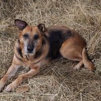 Bella und Diana suchen Paten, Hündin zur Adoption