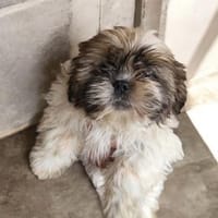 BUSTER ein Shih Tzu Welpen Bun, Hund zur Adoption