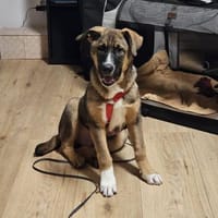 Loki, Hund zur Adoption
