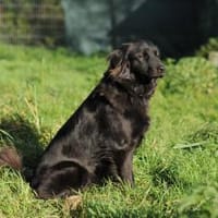 Paula wartet in 64720 Michelstadt, Hündin zur Adoption