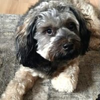 Neues Zuhause gesucht für Yoshi, Hund zur Adoption