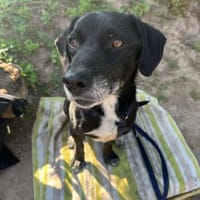 Idem - mit Video, Hund zur Adoption