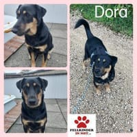 Dora Hündin Mischling sucht Zuhause, Hündin zur Adoption