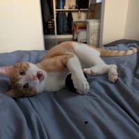 Zoll - Charakter-Kater, Kater zur Adoption