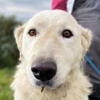 ZUZA braucht ein Zuhause, Hündin zur Adoption