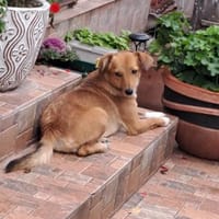 Fuxy - muntere Familienhündin, Hündin zur Adoption