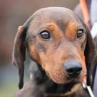 Dia - kinderlieb u. sehr zutraulich, Hündin zur Adoption