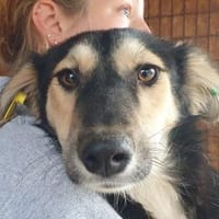 ISABELLA-schlanke Schönheit,weiches Fell, Hündin zur Adoption