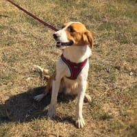 Loki ein toller Familienhund, Hund zur Adoption