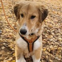 JORDY - charmant und lieb, Hund zur Adoption