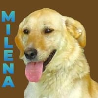 Wo sind MILENAs Menschen?, Hündin zur Adoption