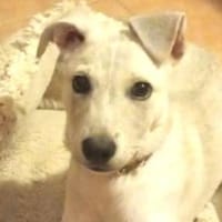 Hundebub PEDRO, Hund zur Adoption