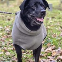 Maja - lieb,anhänglich&verschmust, Hündin zur Adoption