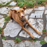 Leona, Hündin zur Adoption