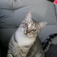 Moody und Fury Piratenkinder, Kater zur Adoption