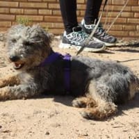 BARTI, süßer Pudelmix aus Wendeburg, Hund zur Adoption