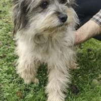 Isa 30 cm( Pflegestelle), Hündin zur Adoption