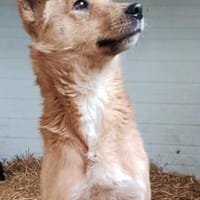 NUGGET - liebenswerter Traumhund, Hund zur Adoption