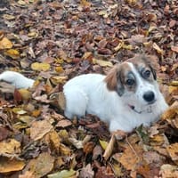 wunderschöne, liebe Mila ❤, Hündin zur Adoption