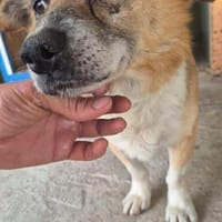 Kirby,  ein wundervoller Senior, Hund zur Adoption