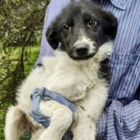 Daima 40 cm (Pflegestelle), Hündin zur Adoption