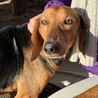 SPIROS - verschmust und anhänglich, Hund zur Adoption