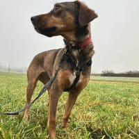 Lola auf PS in Bayern, Hündin zur Adoption