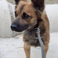 Loky wartet auf seine Familie, Hund zur Adoption