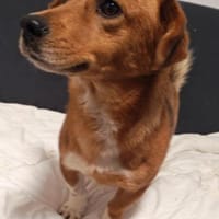 Moritz, ein liebenswerter Zwergenjunge, Hund zur Adoption