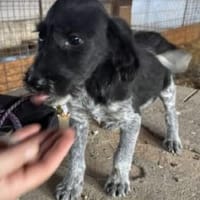 Nico 30 cm (Nov 25) Pflegestelle, Hund zur Adoption