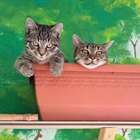 Mama und Tochter suchen ein Zuhause, Katze zur Adoption