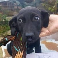 Nero 30 cm (Nov 25) Pflegestelle, Hund zur Adoption