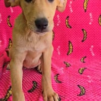 Juna, Hündin zur Adoption