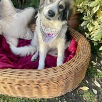 Nick, Hund zur Adoption