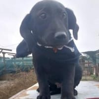 Nemos 30 cm (Nov 25) Pflegestelle, Hund zur Adoption