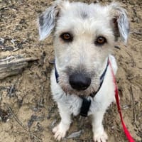 Maja, wie eine große Schneeflocke 🐾, Hündin zur Adoption