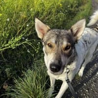 FENJA möchte endlich ankommen, Hündin zur Adoption