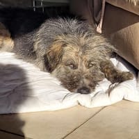 Viano, Hund zur Adoption