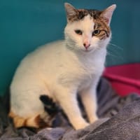 DALIA, chatte à adopter