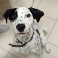 WILLY, chien à adopter