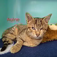 Aulne, chatte à adopter